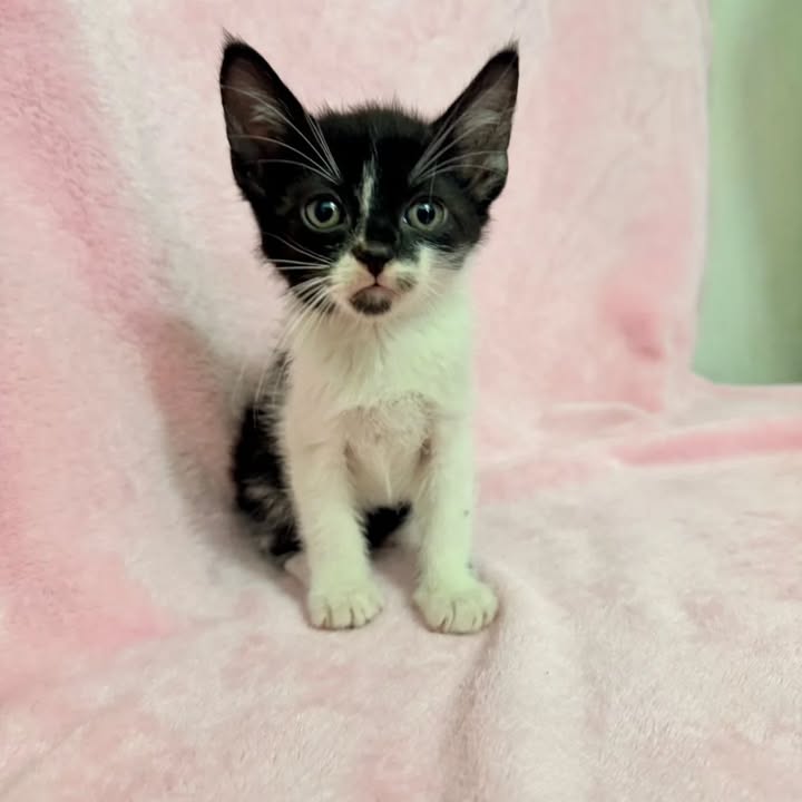 Gatitos en adopción responsable en Pereira 