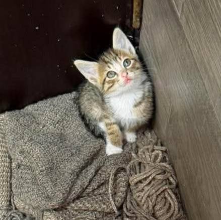 Gatitos buscan hogar en Pereira, Risaralda 