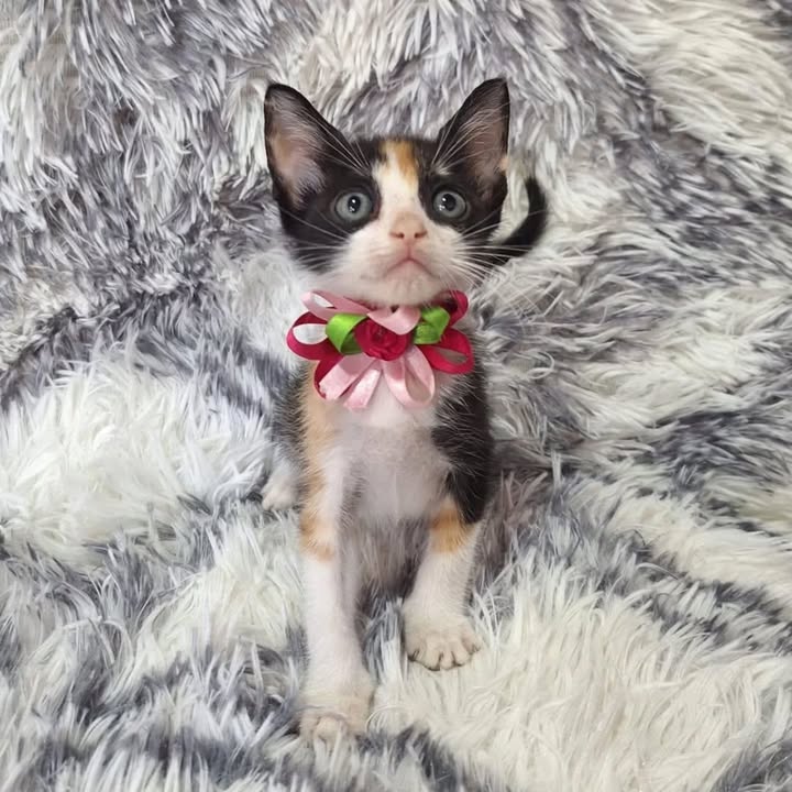 Adopción de gatitos rescatados en Risaralda 