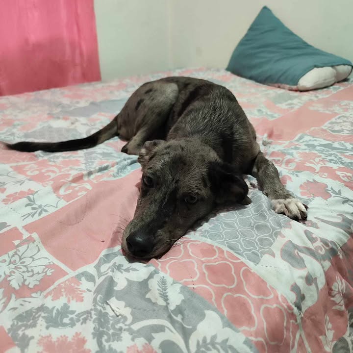 Adopción de perrita en Risaralda 
