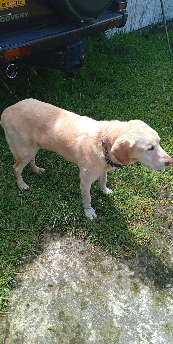 Lindo Perrito Busca Hogar Responsable en Pereira 