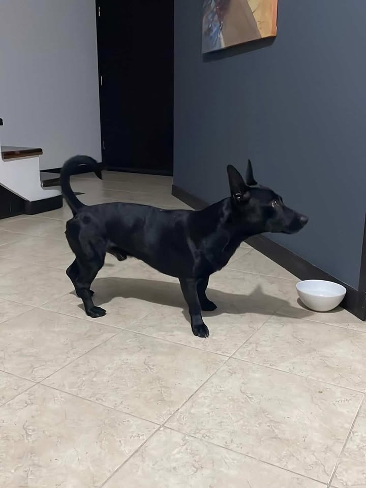 Perro negro encontrado en Risaralda 