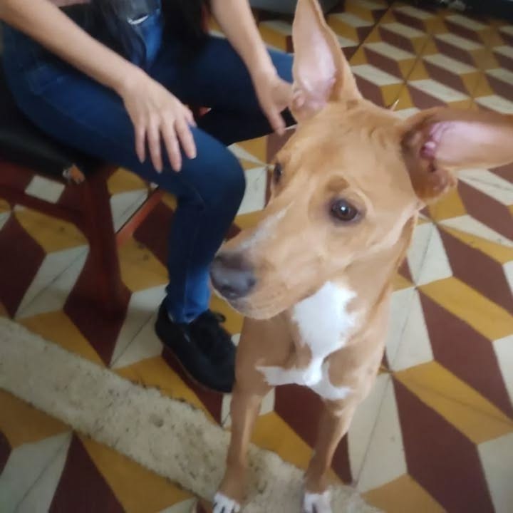 Perra de un año busca hogar responsable en Pereira 
