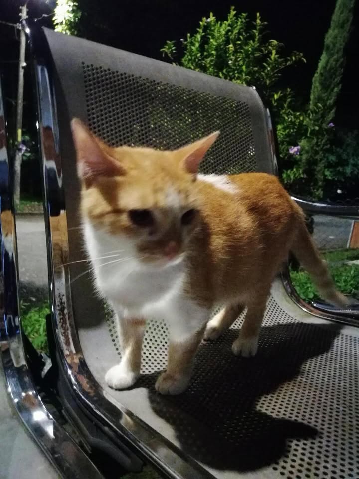 Gata anaranjada y blanca encontrada en Pereira, Risaralda 