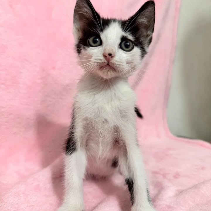 Gatitos en adopción responsable en Pereira 