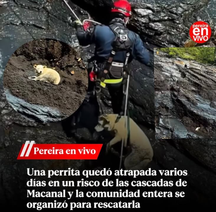 Rescate de perrita en Macanal 