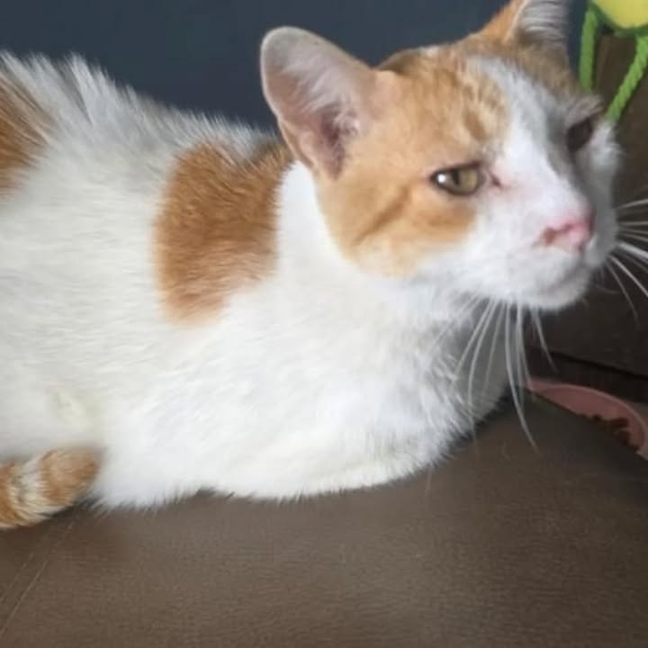 Gato busca hogar responsable en Pereira, Risaralda 