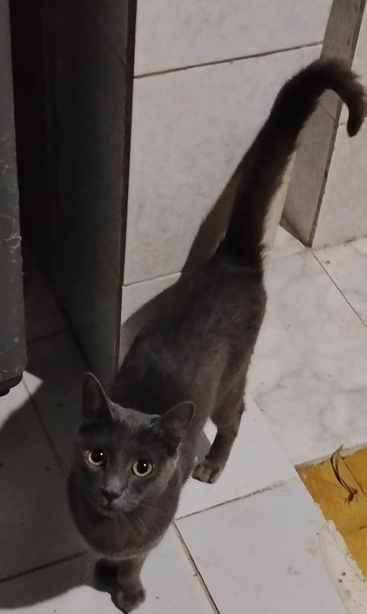Gatitos en adopción en Pereira, Risaralda 