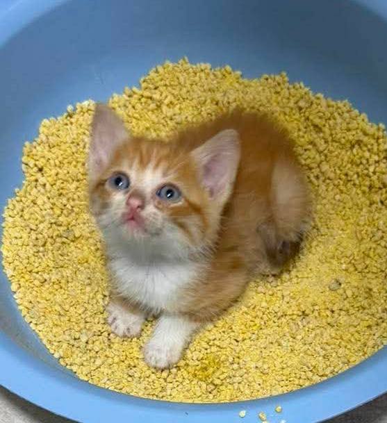 Gatitos buscan hogar en Pereira, Risaralda 