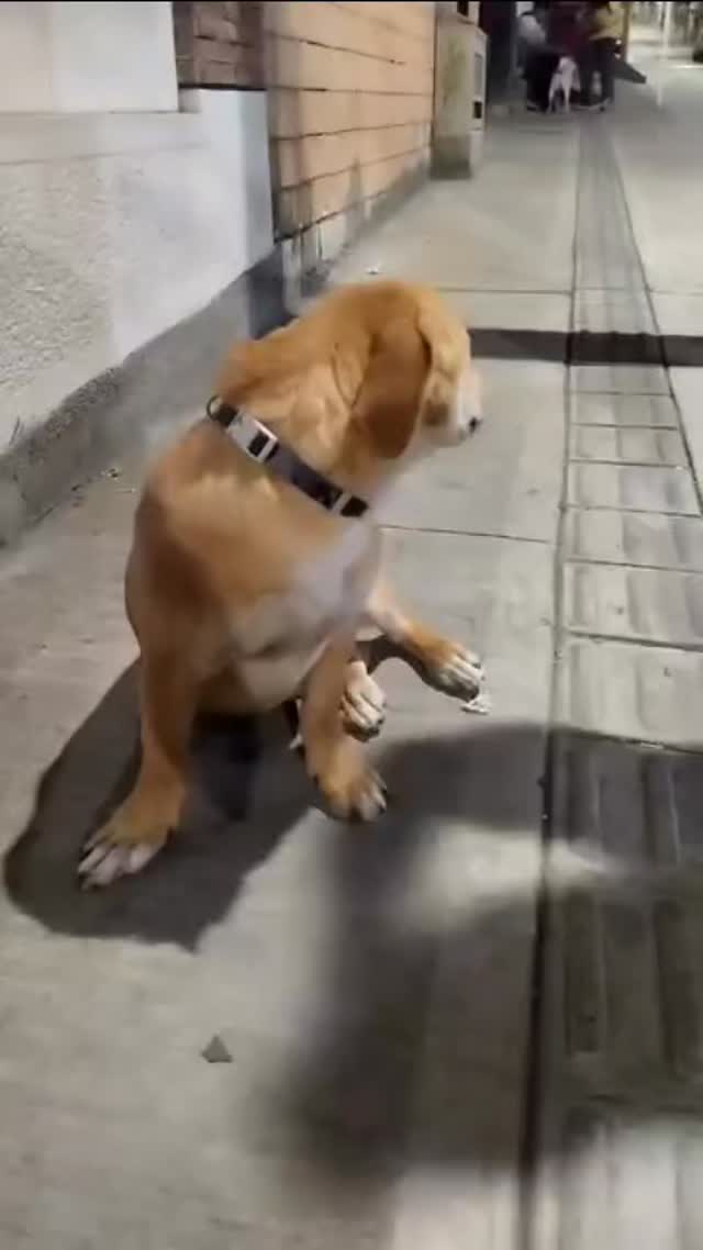 Perro de raza pequeña en adopción en Pereira 