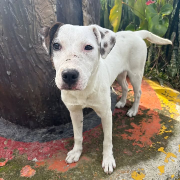 Cachorro tierno en adopción en Pereira 