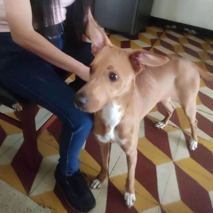 Perra de un año busca hogar responsable en Pereira 