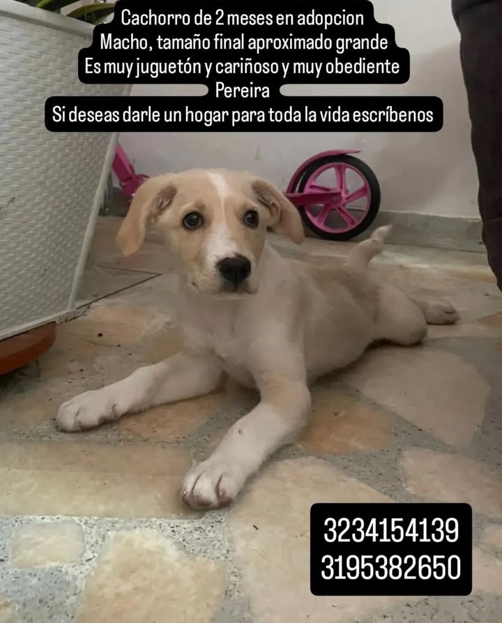 Cachorro de 2 meses en adopción en Risaralda 