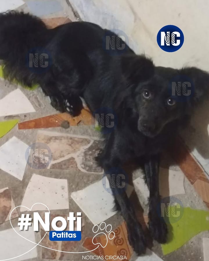 Adorable perrita de 1 año en adopción 