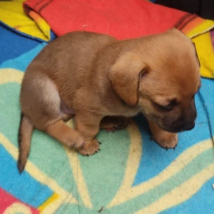 Cachorro de dos meses en adopción en Pereira 