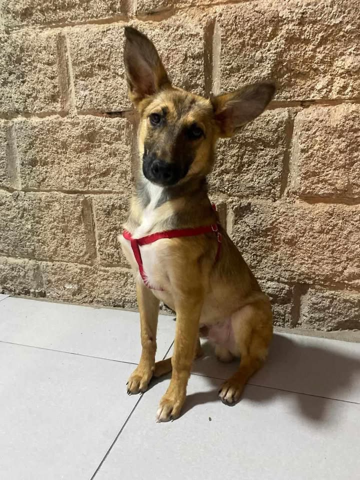 Perrito en busca de un hogar responsable en Pereira 