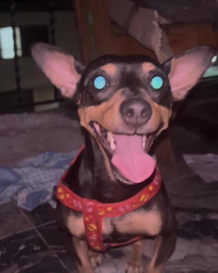Perro Encontrado en La Virginia 