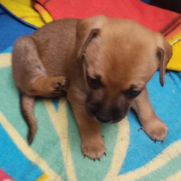 Cachorro de dos meses en adopción en Pereira 