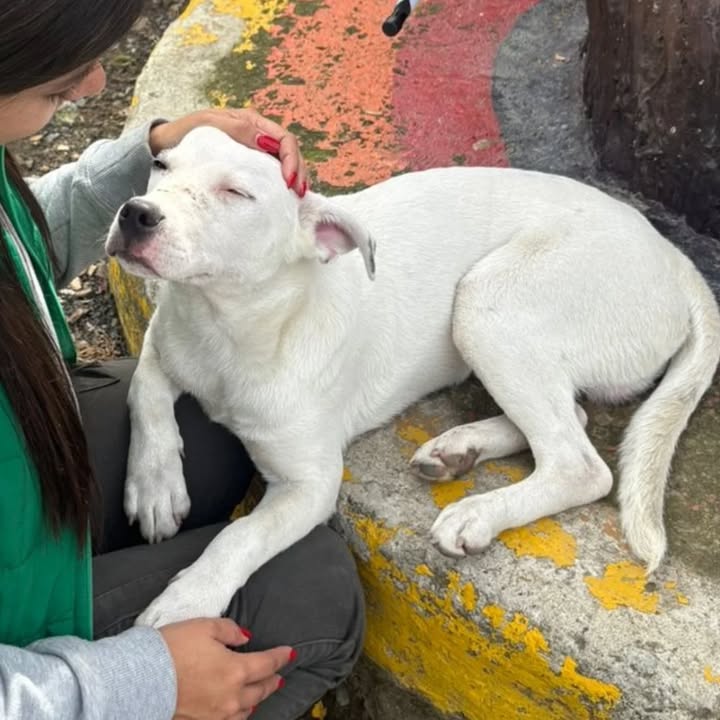 Cachorro tierno en adopción en Pereira 