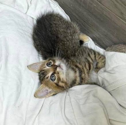 Gatitos buscan hogar en Pereira, Risaralda 