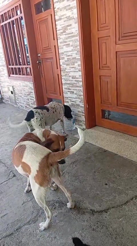 Perrita encontrada en establecimiento en Risaralda 