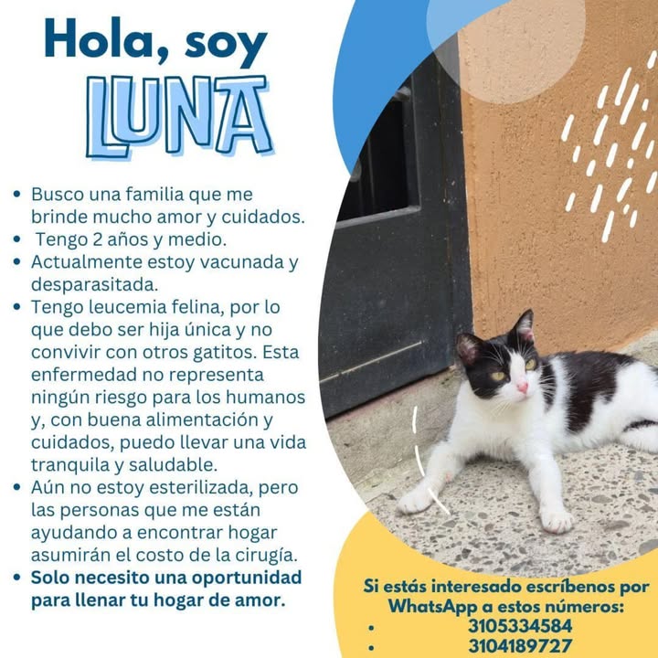 Gato para adopción en Pereira 