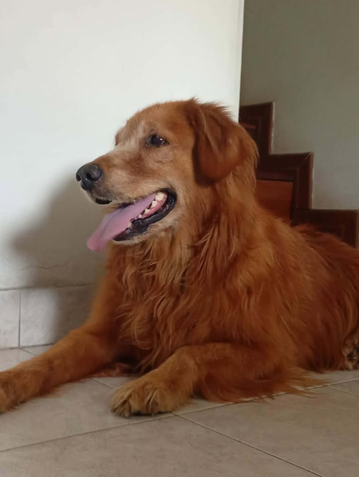 Perra encontrada en El Poblado 1, Pereira 