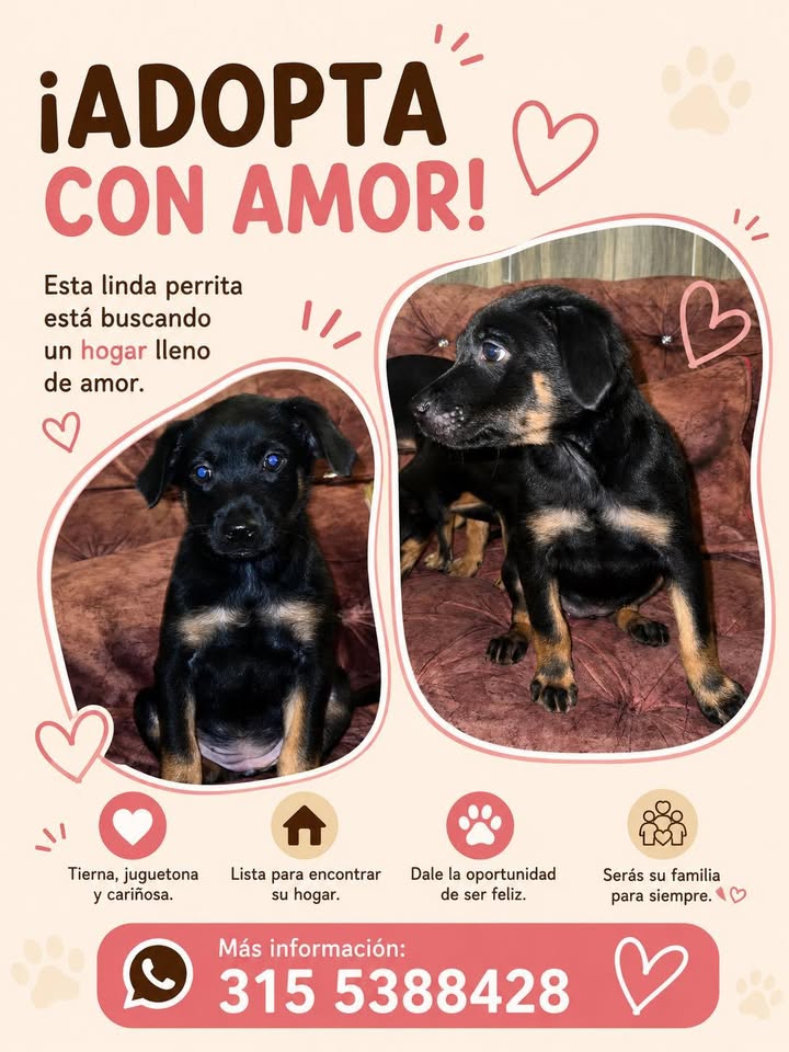 Hermoso perrito busca hogar en Pereira 