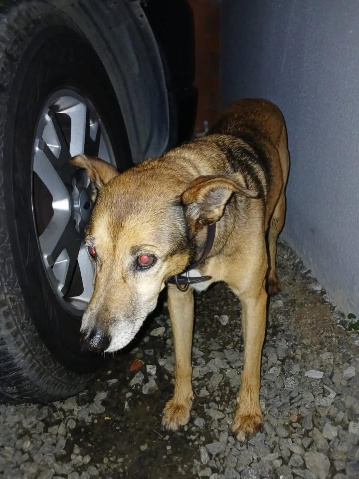 Perrita encontrada en Las Marías, Pereira, Risaralda, Colombia 