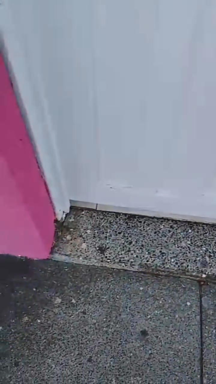 Perro abandonado en establecimiento en La Virginia, Risaralda 