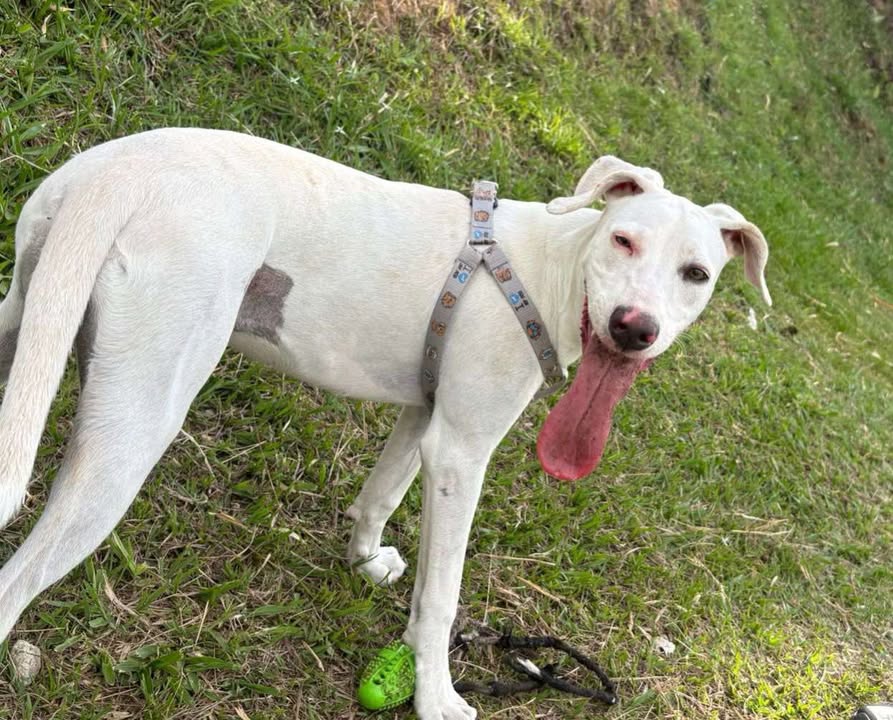 Perra en adopción en Pereira 