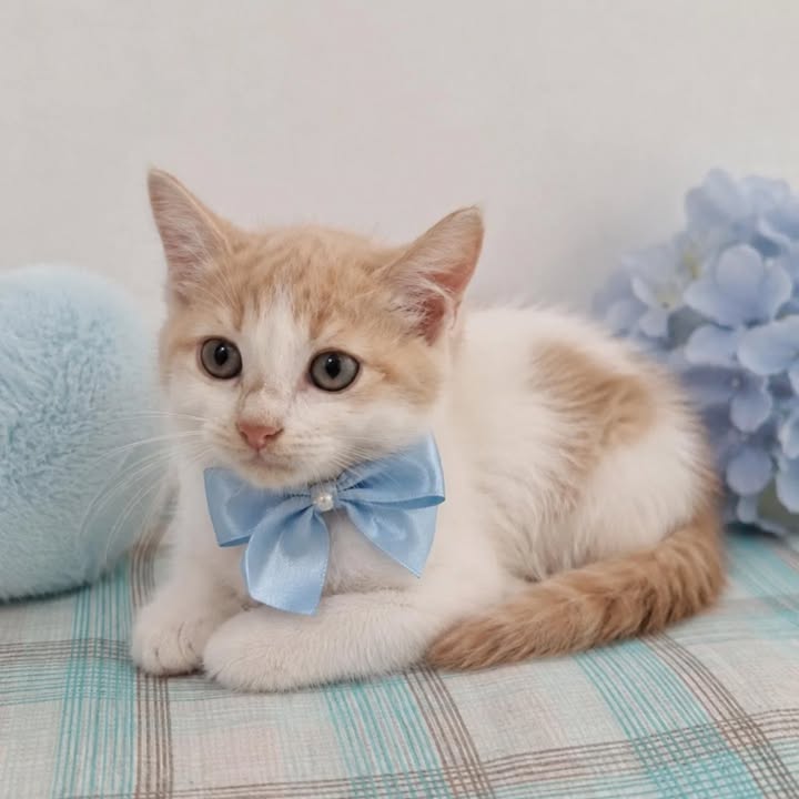 Gatitos en adopción en Pereira, Risaralda 
