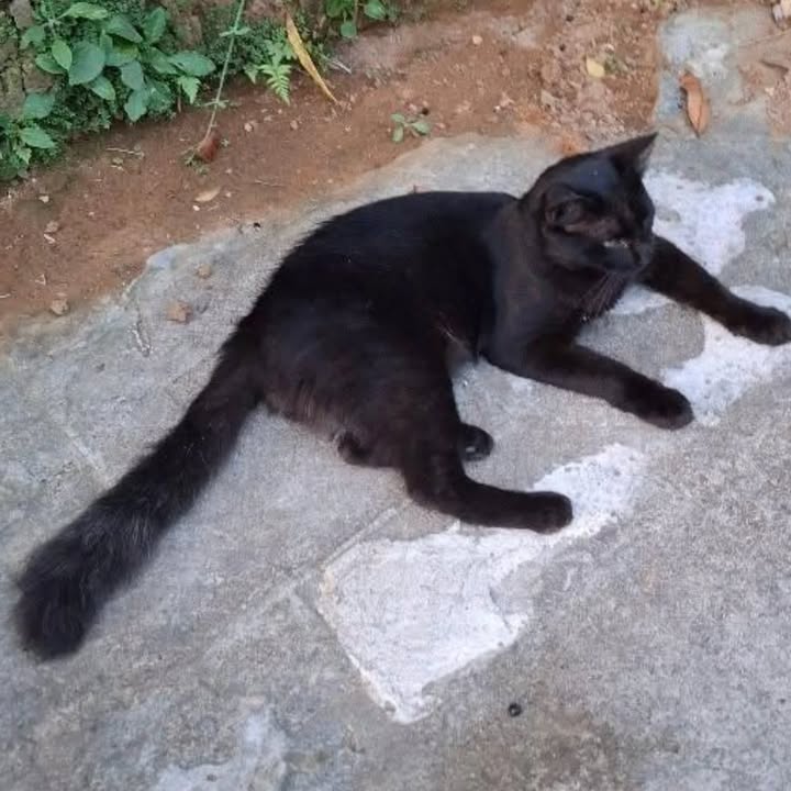 Gato negro buscando hogar en Pereira, Risaralda 