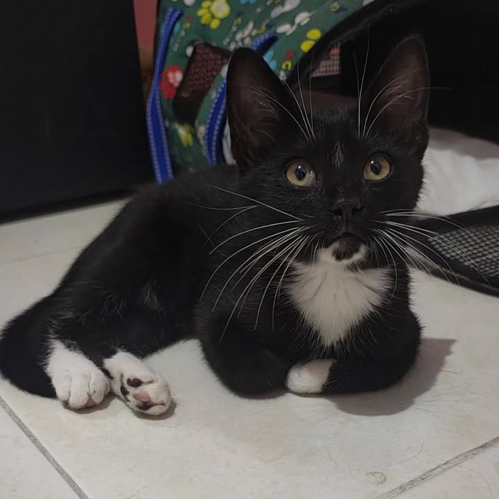 Gato Macho en Adopción en Pereira, Risaralda 