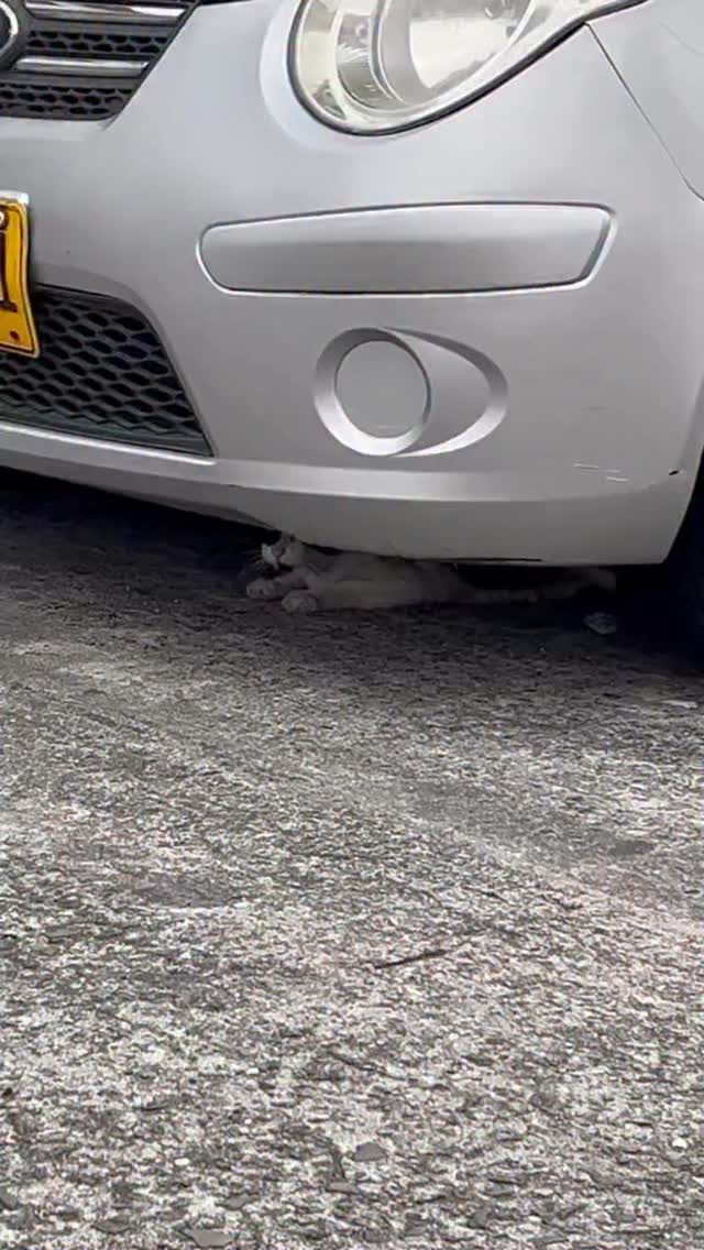 Gato encontrado en la calle 19 de Santa Mónica, Pereira 