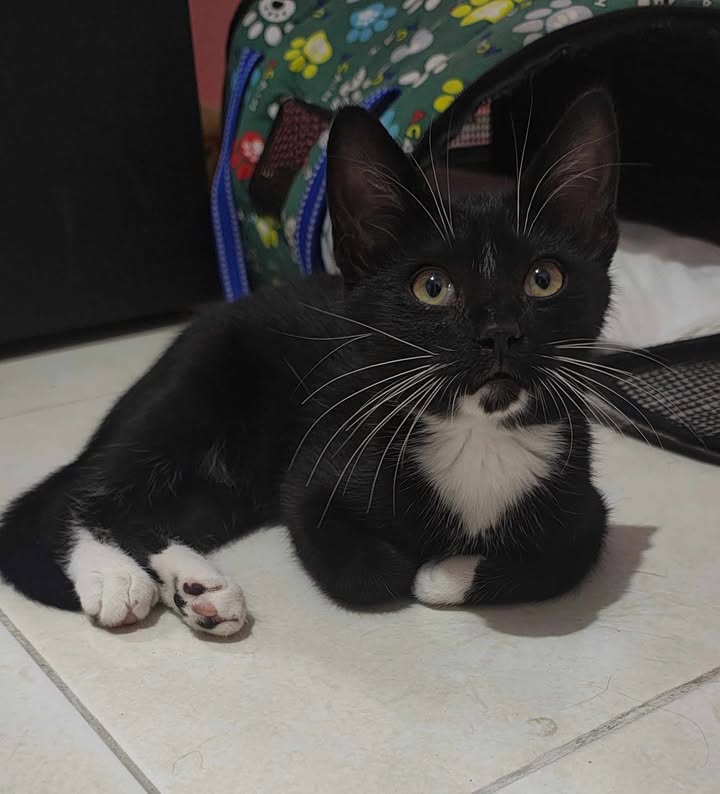 Gato en Adopción Responsable en Pereira, Risaralda 