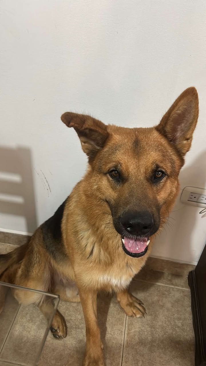 Perrito encontrado en Pereira, Risaralda 