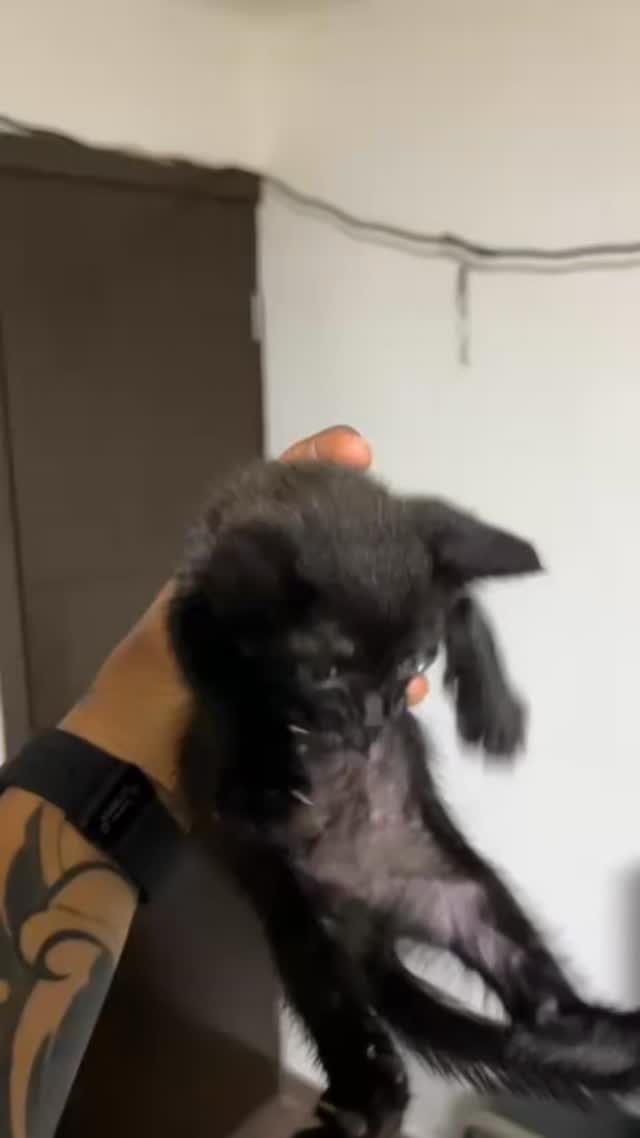 Gatita en adopción en Pereira 
