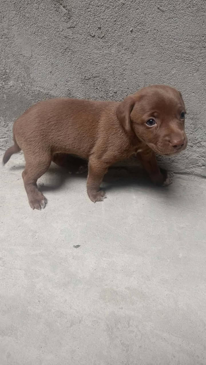  Perritos buscando hogar responsable en Pereira 