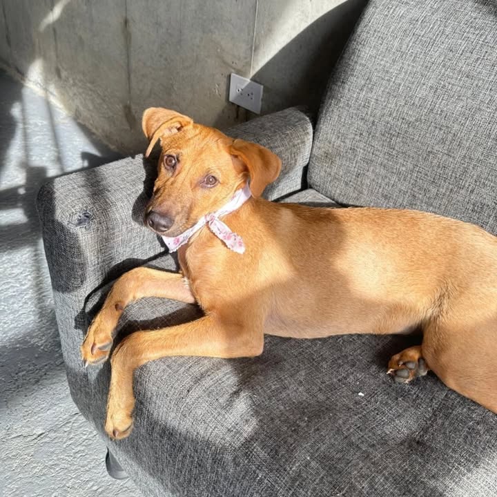 Perrita Nala busca hogar en Pereira 