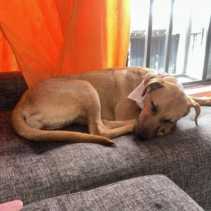 Perrita Nala busca hogar en Pereira 