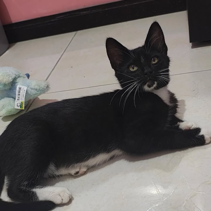 Gato Macho en Adopción en Pereira, Risaralda 