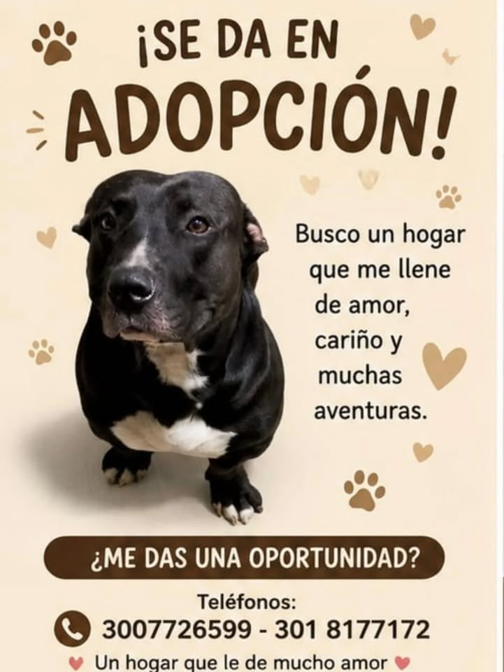 Adopta un perro mayor en Pereira 