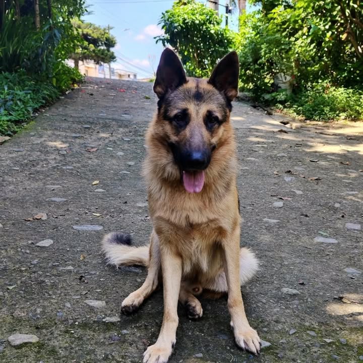 Pastor Alemán en adopción en Pereira, Risaralda 