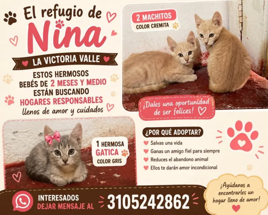 Adopción gatitos en Pereira 