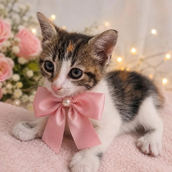 Gatitos en adopción en Pereira, Risaralda 