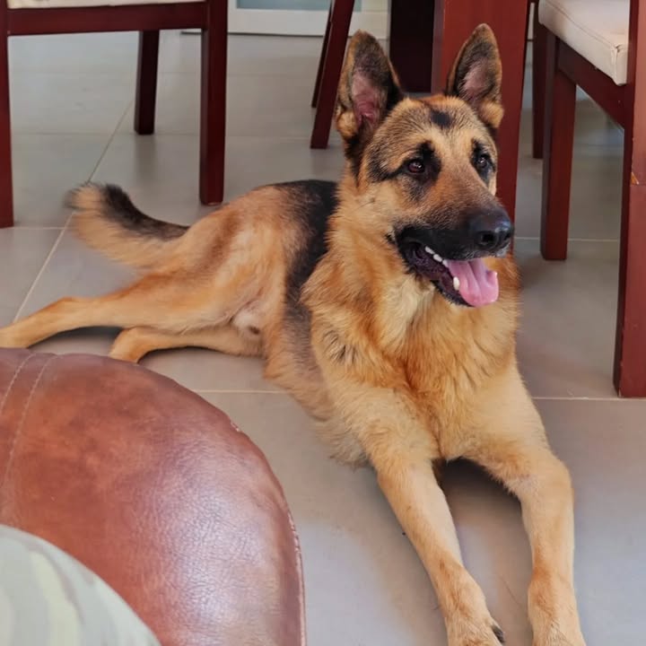 Pastor Alemán en adopción en Pereira, Risaralda 