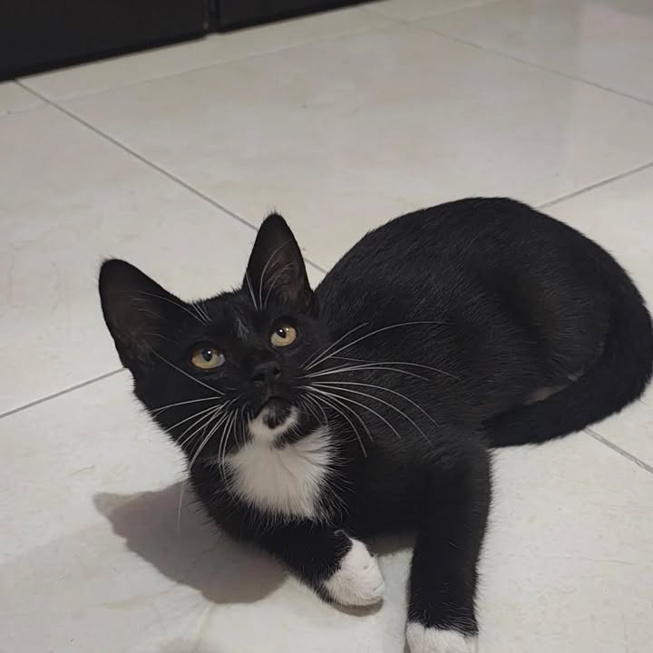 Gato Macho en Adopción en Pereira, Risaralda 