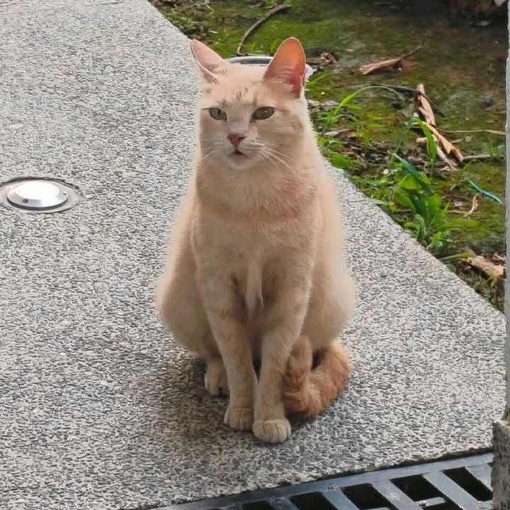 Gatito busca hogar en Pereira 