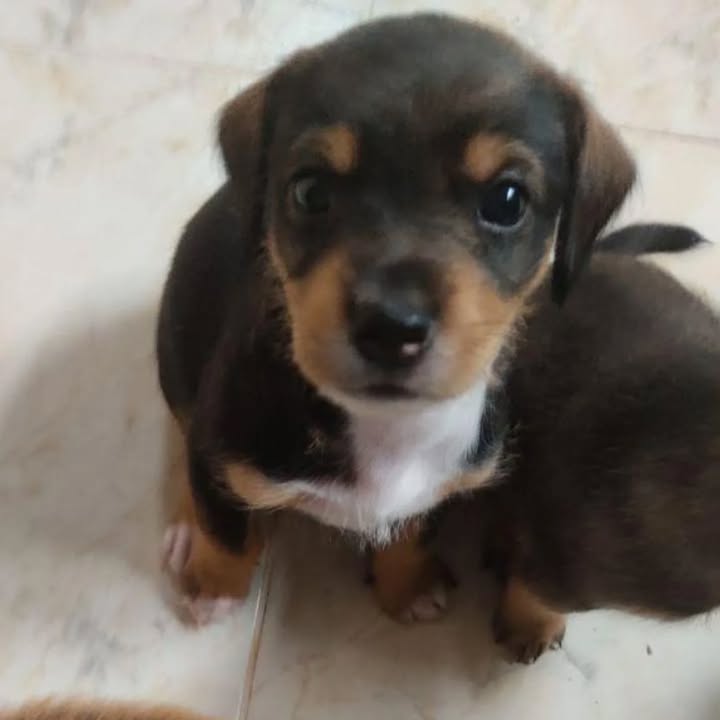 Adopción de cachorro de dos meses en Pereira 